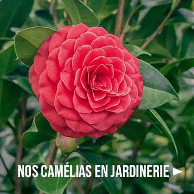 Camélia | Notre sélection de camélias dans votre jardinerie Tournesols